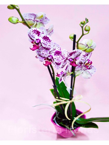 Orquídea Blanca/Morada
